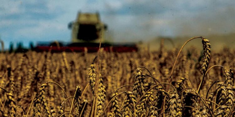 التكثيف المحصولي.. الطريقة المثلى لمضاعفة إنتاجية "القمح" وترشيد استخدام "النترات" 1 التكثيف المحصولي