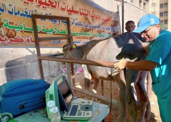 التناسليات الحيوانية