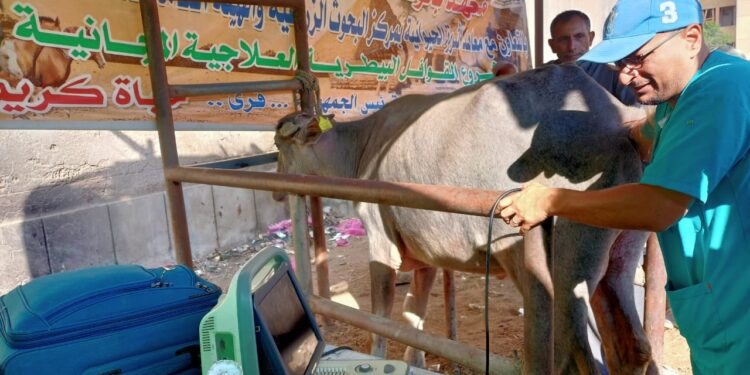 التناسليات الحيوانية" تطلق قافلة بيطرية مجانية لمحافظة المنوفية 1 التناسليات الحيوانية