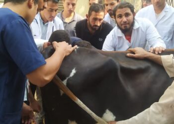 التناسليات الحيوانية