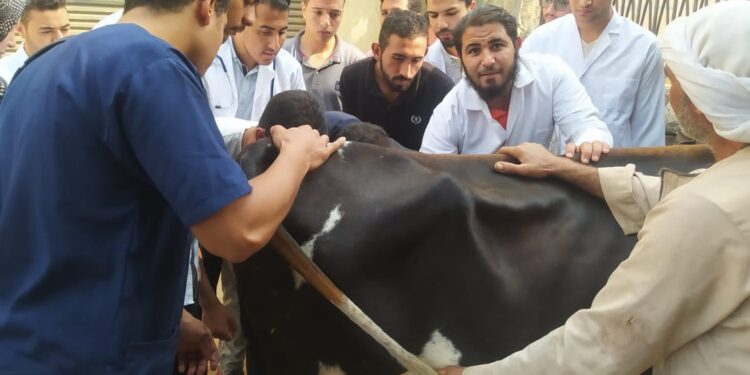 التناسليات الحيوانية