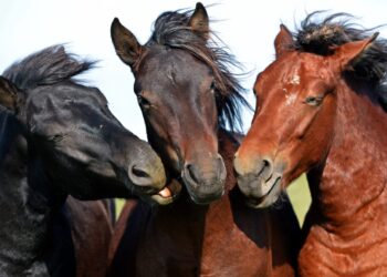 التناسليات الحيوانية