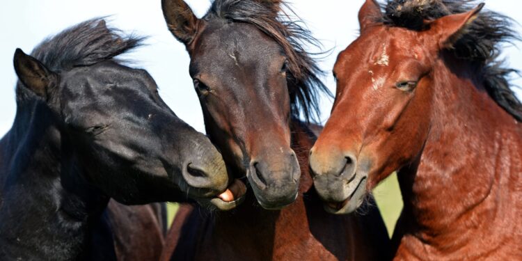 "التناسليات الحيوانية" ينظم ورشة عمل خاصة بـ"الخيول والمجترات" 1 التناسليات الحيوانية