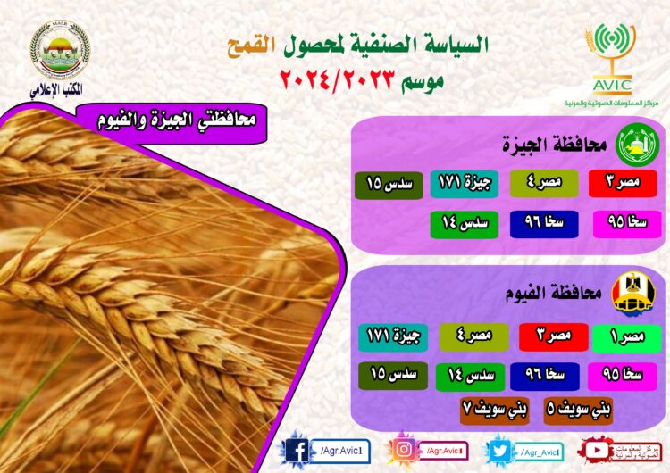 “الزراعة” تنشر إنفوجراف الخريطة الصنفية لمحصول القمح بالمحافظات: أفضل الأصناف لزراعتها في كل محافظة