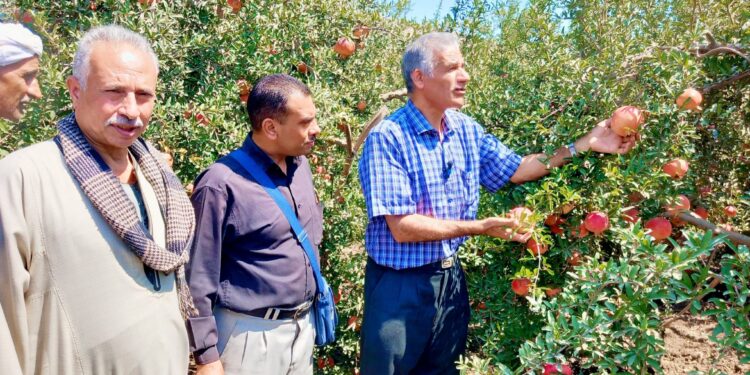 زراعة أسيوط تتابع زراعات الرمان بمركز البداري 1 الرمان