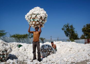 محصول القطن