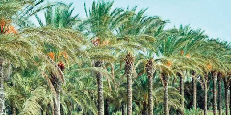 تعرف على التركيبة المحصولية في محافظة الوادي الجديد 1 الوادي الجديد