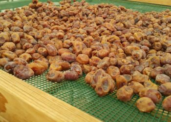 تجفيف التمر