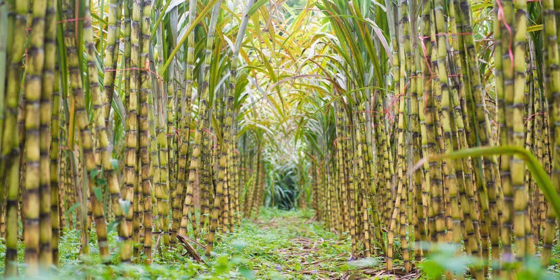 المحاصيل السكرية