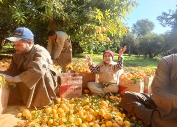 جمع الموالح