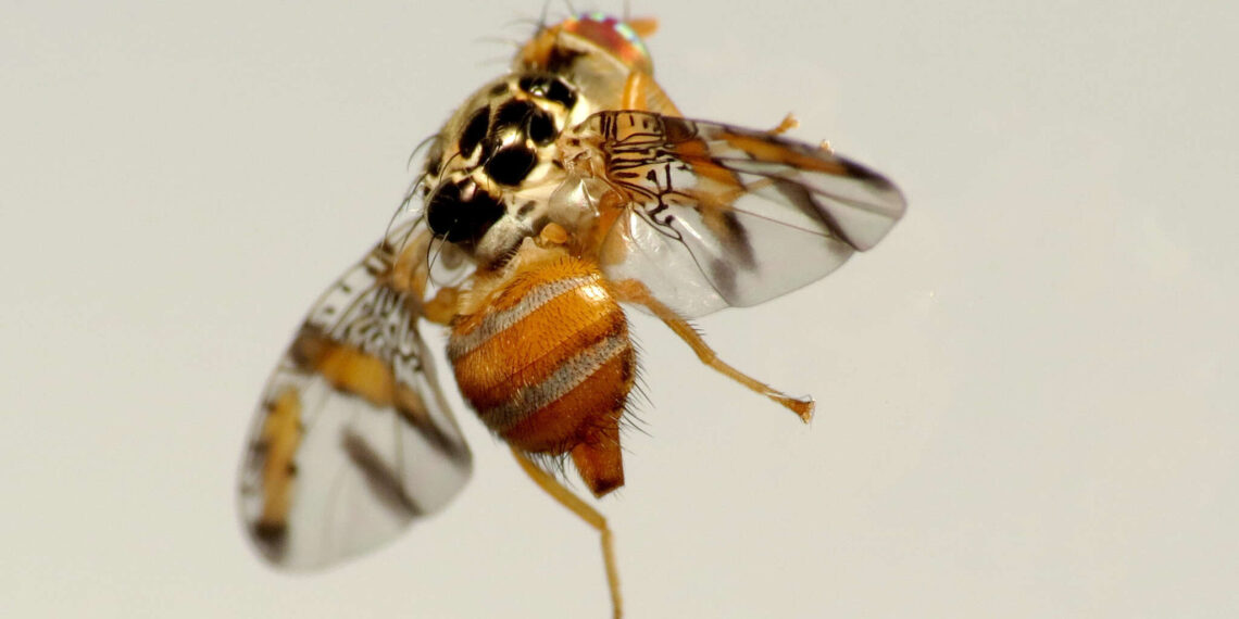 ذبابة البحر المتوسط