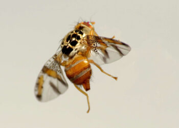 ذبابة البحر المتوسط