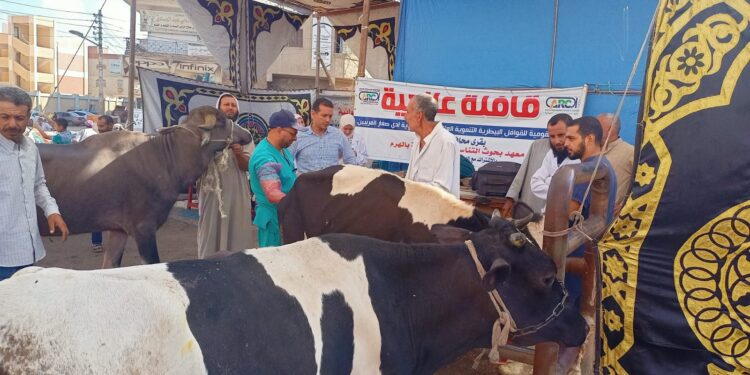 علاج وفحص أكثر من ٥١٠٠ رأس ماشية مجانا لصغار المربين بمحافظة كفر الشيخ 1 رأس ماشية