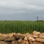 طريقة زراعة القمح عفير