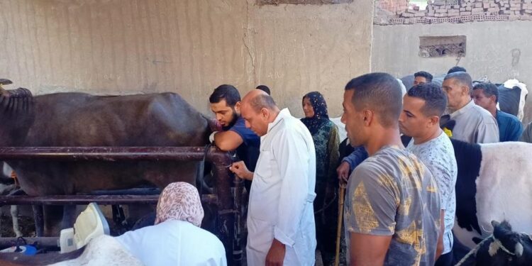 علاج وفحص أكثر من 2600 رأس ماشية مجانا لصغار المربين بمحافظة الغربية 1 رأس ماشية