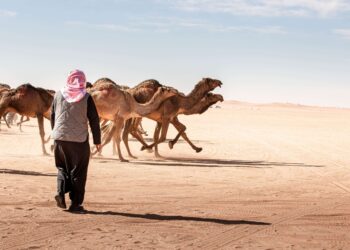 تربية الإبل