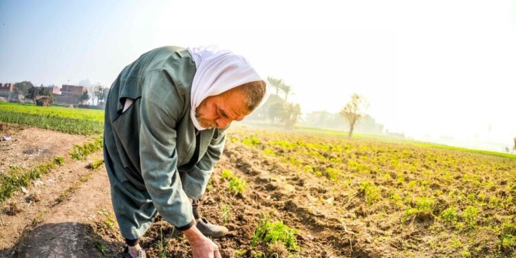 مديرية الزراعة بالقليوبية: "حياة كريمة" غيرت وجه مصر و"الدورة الزراعية" إلزامية 1 مديرية الزراعة بالقليوبية