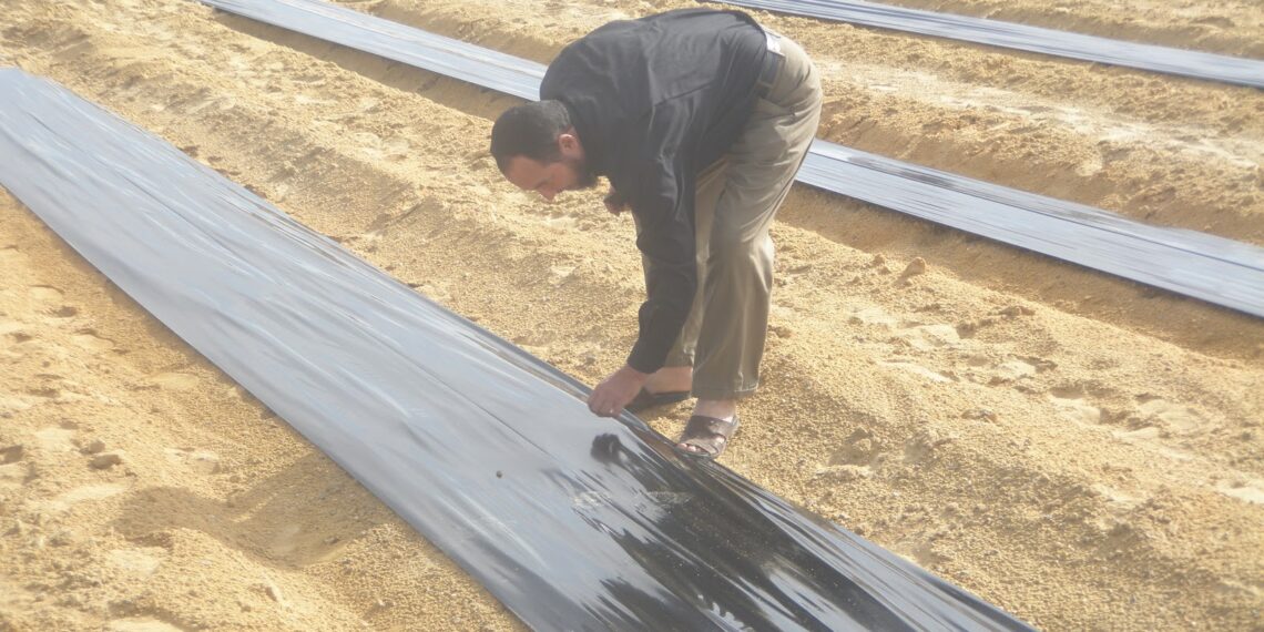 ملش الفراولة