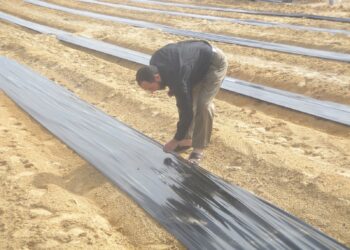 ملش الفراولة