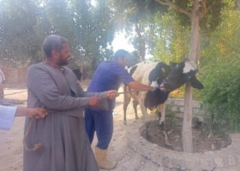 علاج وفحص أكثر من 1900 رأس ماشية مجانا لدي 994 من صغار المربين بمحافظة الأقصر