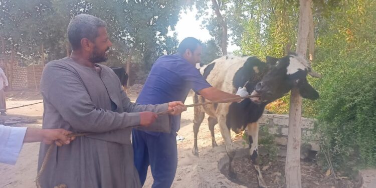 علاج وفحص أكثر من 1900 رأس ماشية مجانا لدي 994 من صغار المربين بمحافظة الأقصر 1 علاج وفحص أكثر من 1900 رأس ماشية مجانا لدي 994 من صغار المربين بمحافظة الأقصر