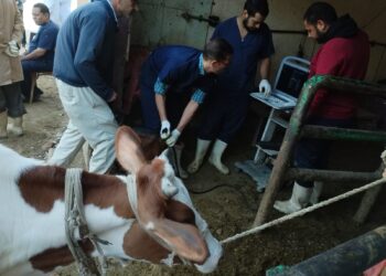 علاج وفحص أكثر من ٣٣٠٠ رأس ماشية مجانا لدي ١١٢٦ من صغار المربين بمحافظة سوهاح