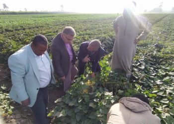 متابعة زراعات القمح والبنجر والنخيل في محافظة المنيا