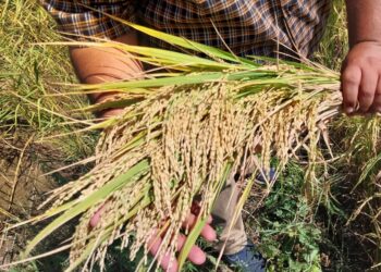 محصول الأرز