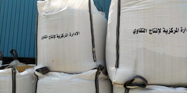 مراحل إنتاج وفحص واعتماد التقاوي من "الألف" إلى "الياء" 1 التقاوي