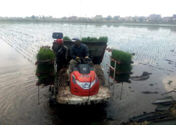 الشتل الآلي للأرز