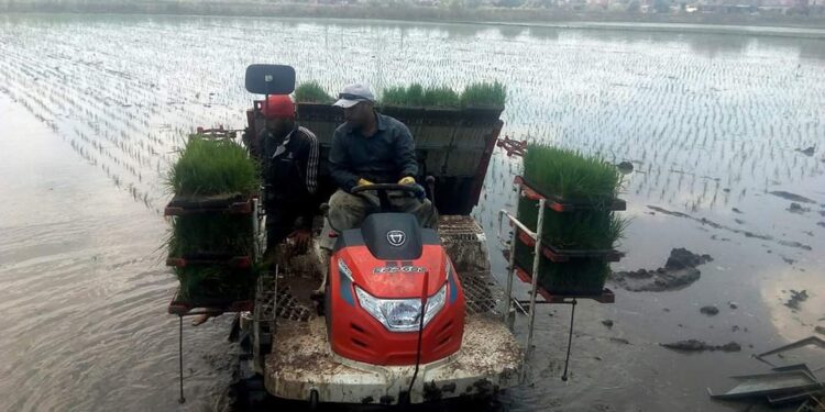 الشتل الآلي للأرز.. 6 مكاسب اقتصادية تعود على المزارع من تطبيقها 1 الشتل الآلي للأرز