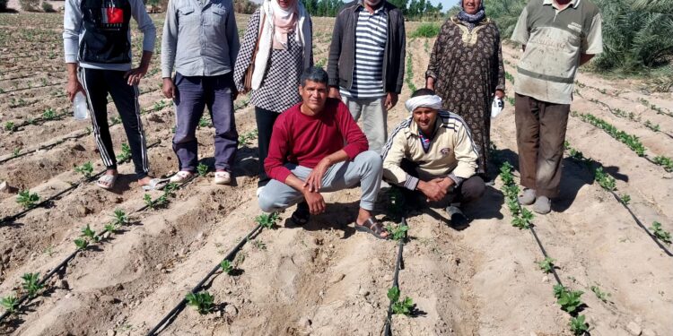 بحوث الصحراء ومنظمة الأغذية والزراعة يشتركان في زراعة الفول والقمح والشعير بجنوب سيناء 1 بحوث الصحراء