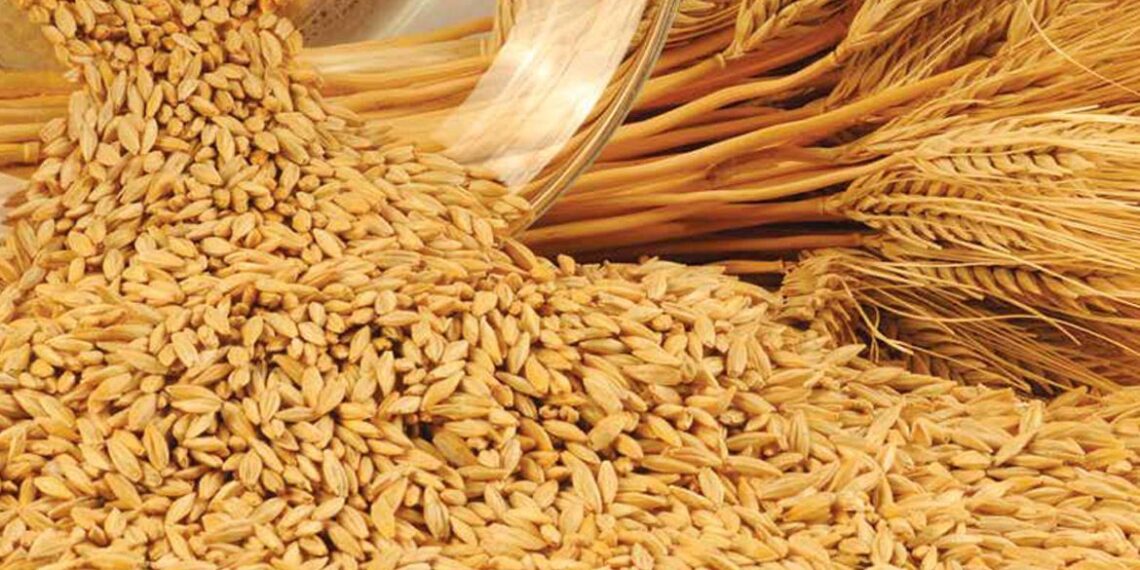 دودة سنابل القمح