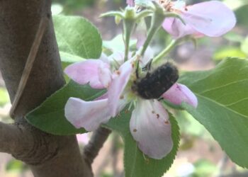 جعل الورد الزغبي