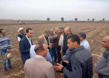 زراعة محصول القمح