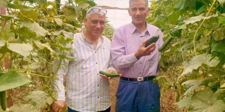 الصوب الزراعية في أسيوط .. د.رضا عليوة يوضح أعدادها ومكاسبها للمزارعين 1 الصوب الزراعية في أسيوط