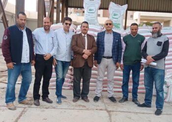 تقاوي القمح