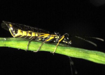 دبور الحنطة المنشاري