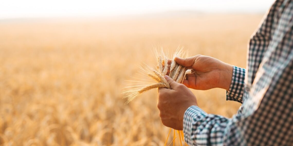 محصول القمح.. "فهيم" يقدم أهم التوصيات الفنية ونصائح خاصة لزيادة "التفريع" 1 محصول القمح