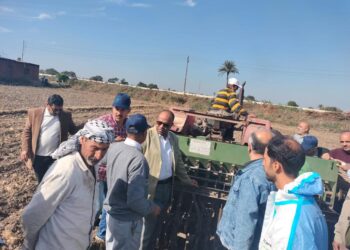 محصول القمح