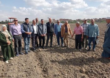 محصول القمح