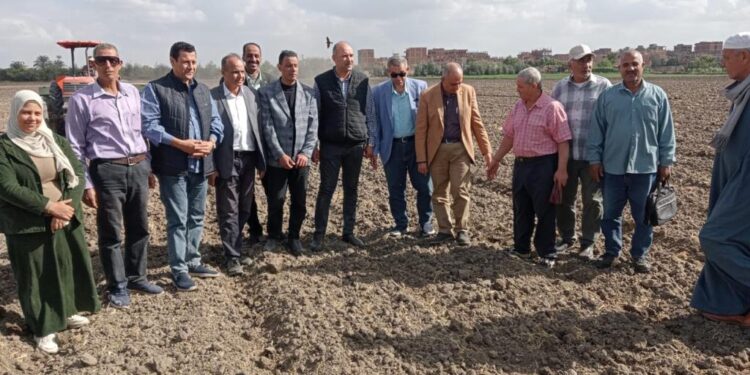 محصول القمح