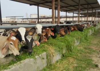 التوازن الغذائي