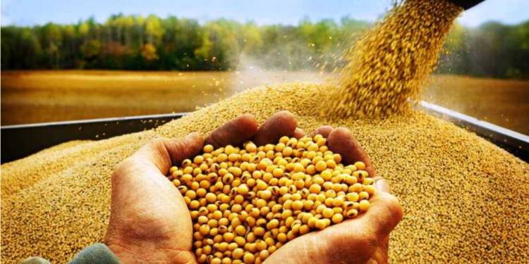 فول الصويا وأهم الصناعات القائمة عليه 1 فول الصويا