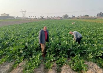 زراعة الإسكندرية تتابع حالة بنجر السكر وتزيل 3 حالات تعد