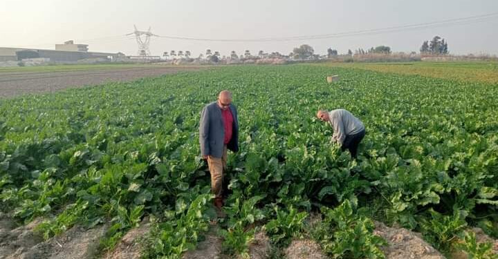 زراعة الإسكندرية تتابع حالة بنجر السكر وتزيل 3 حالات تعد 1 زراعة الإسكندرية تتابع حالة بنجر السكر وتزيل 3 حالات تعد