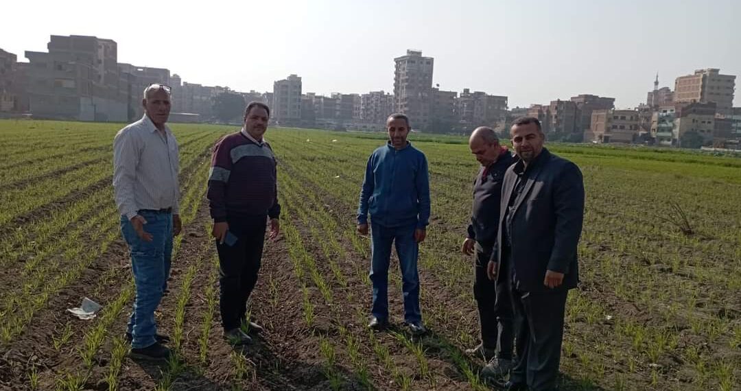 فرق الإرشاد الزراعي تواصل جهودها في متابعة المحاصيل الشتوية