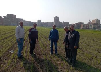 فرق الإرشاد الزراعي تواصل جهودها في متابعة المحاصيل الشتوية