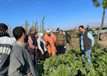 متابعات مستمرة لزراعات محصول القمح بأسيوط