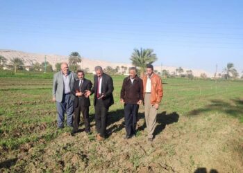 متابعات مستمرة لزراعات محصول القمح بأسيوط